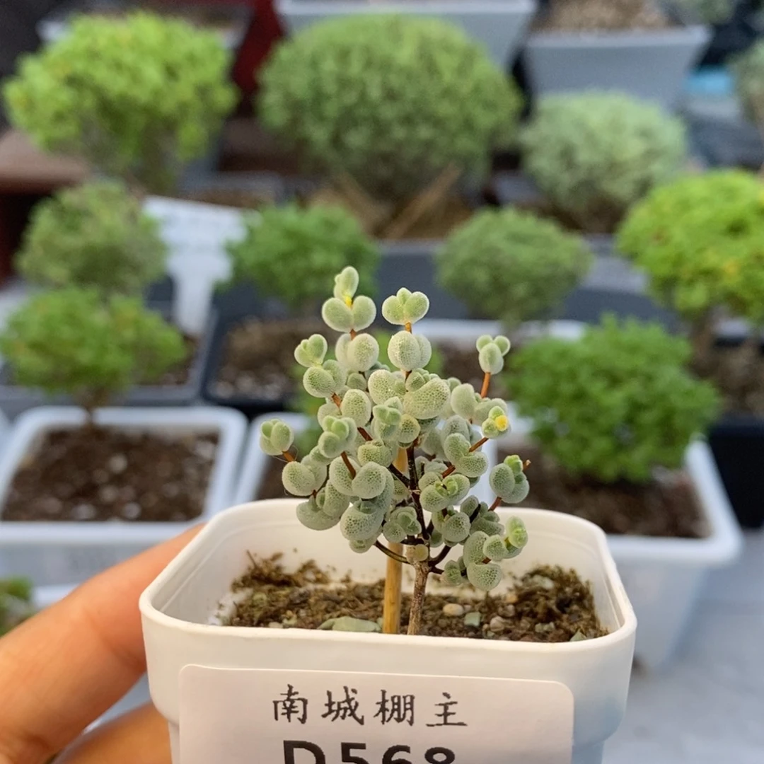 568实生莱斯枝干