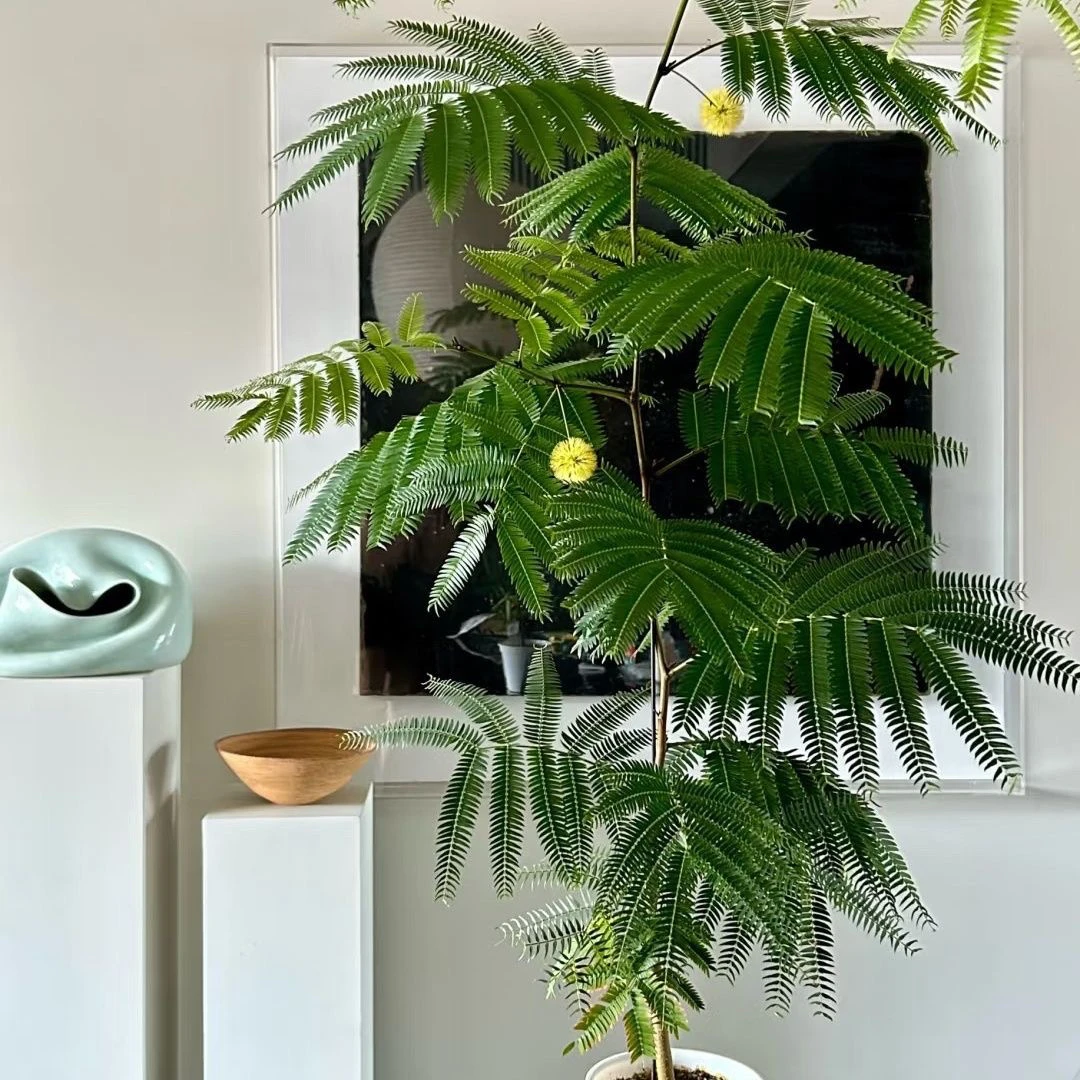 Jay的植物 直播专用密叶猴耳环