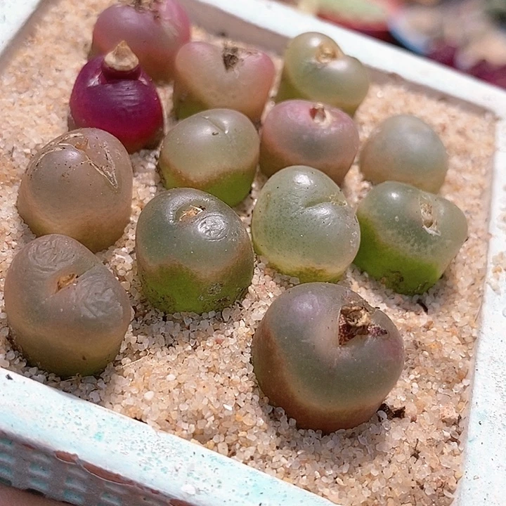 冰魄杂吕红一颗