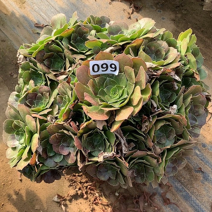 多肉植物玫瑰法师099