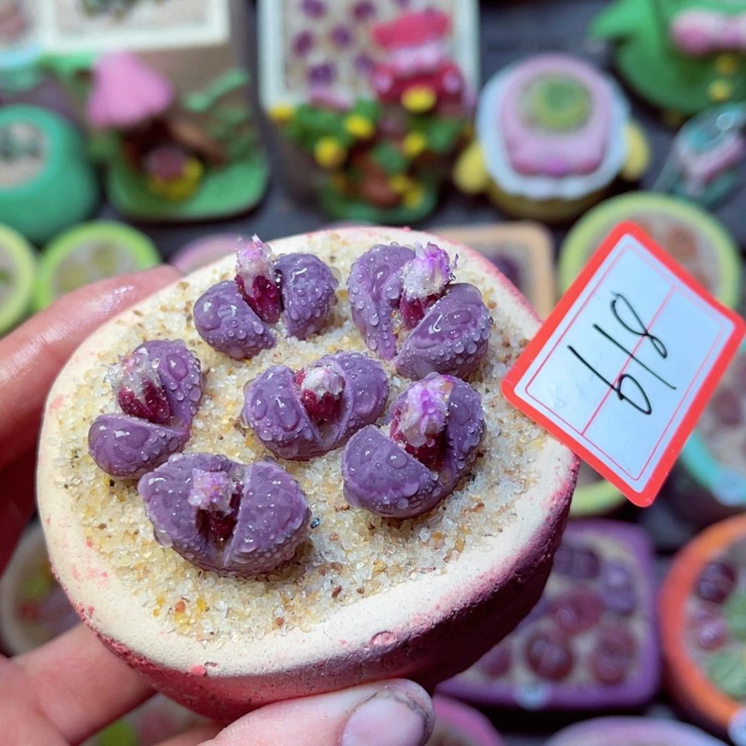 618生石花带盆发