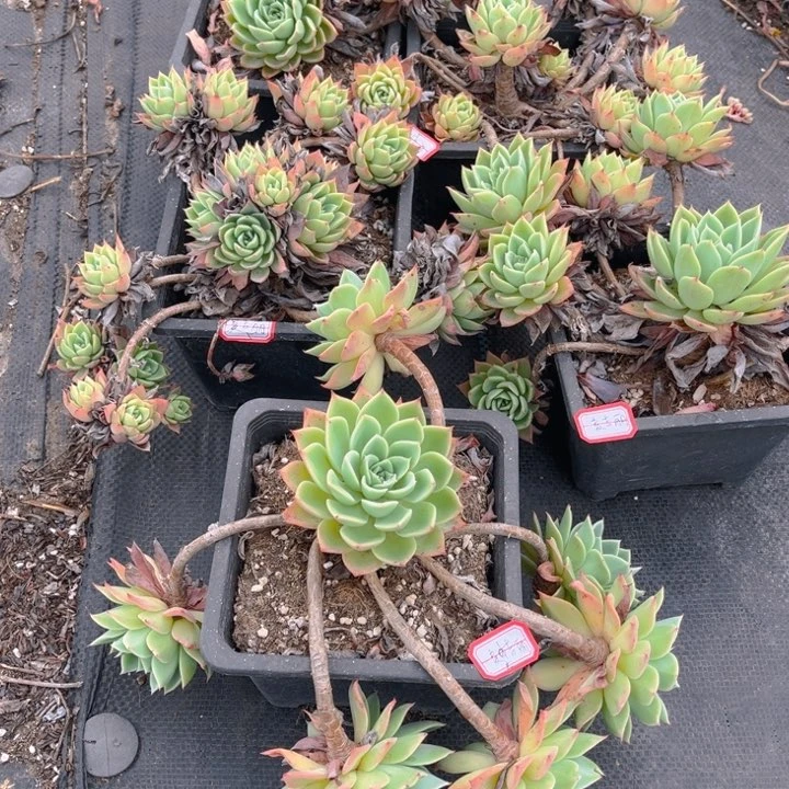 江****姐三色堇5颗小群掉头不包损