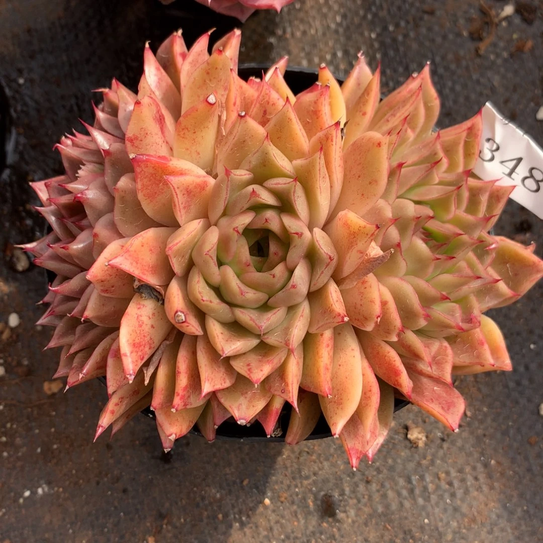 348新年快乐发发发