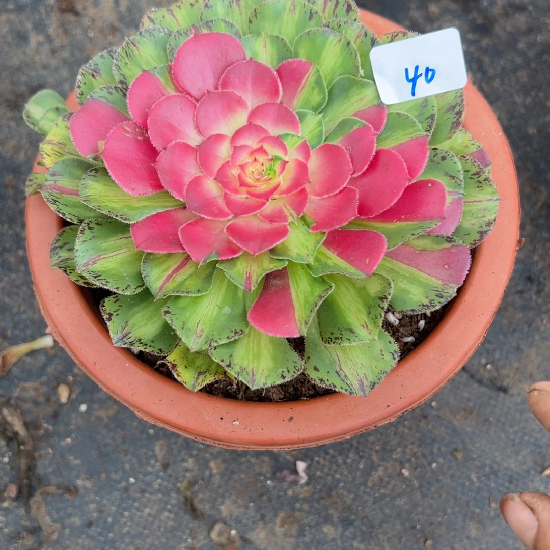 40知否无根多肉植物紫