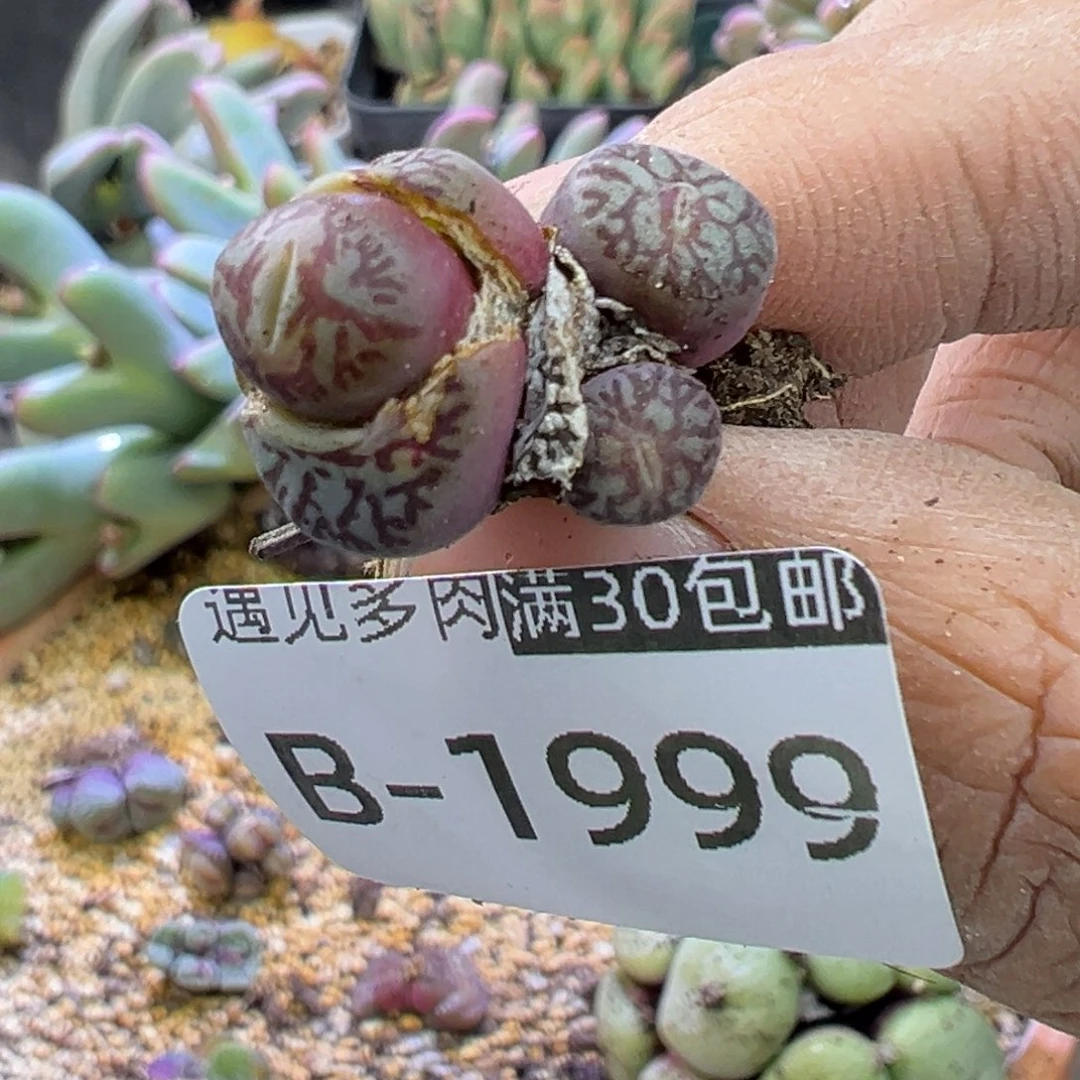 多肉植物111111111111111