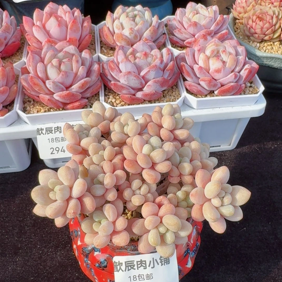 多肉植物  304  鱼子酱