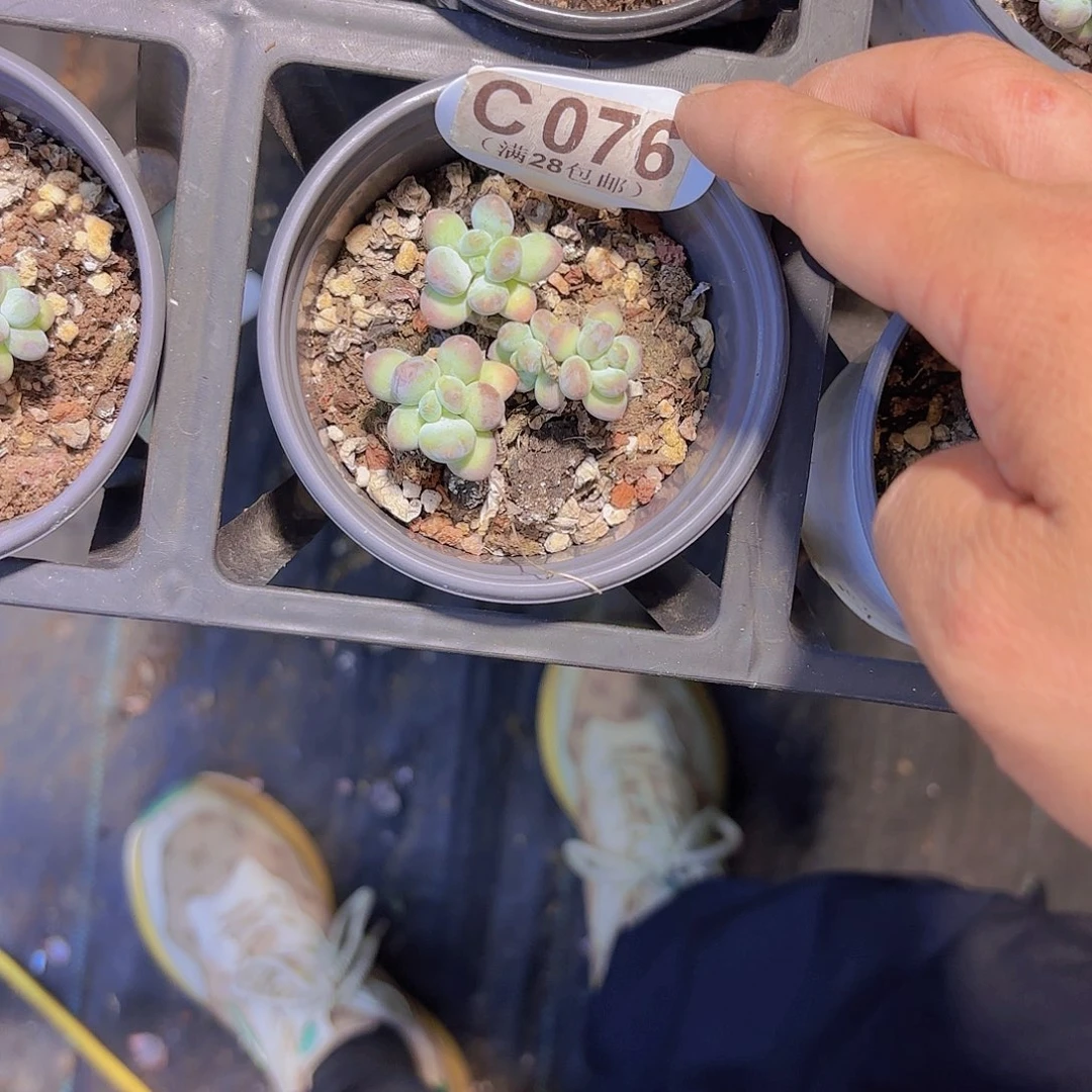 C076萤火虫一物一拍