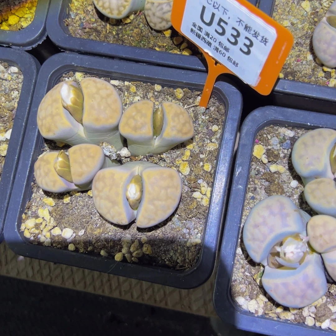 533 一物一拍，默认有伤，介意勿拍，不退不换