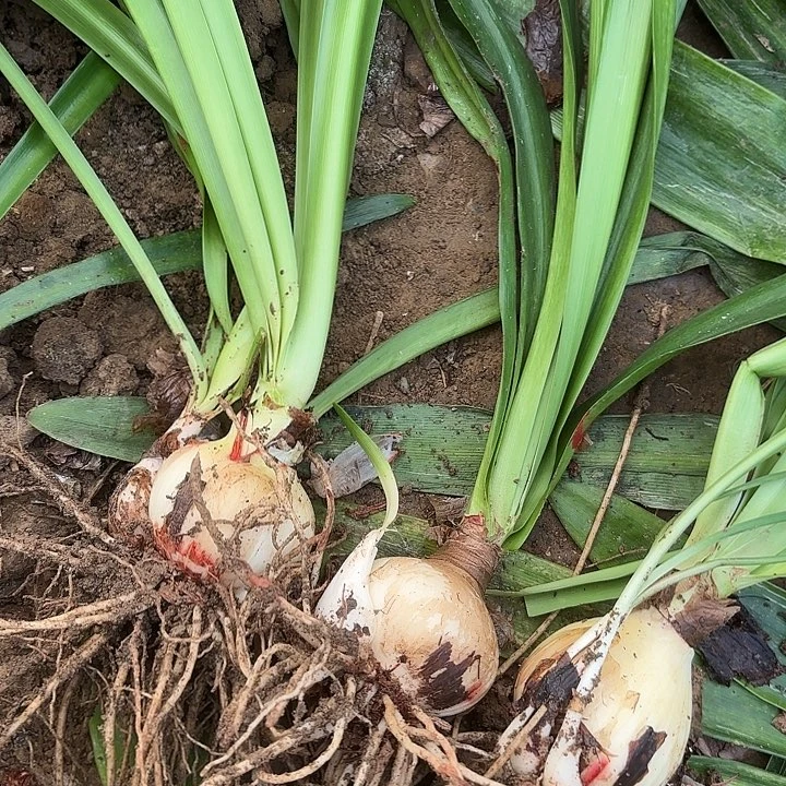 就***看无花朵三颗小青龙/涂鸦