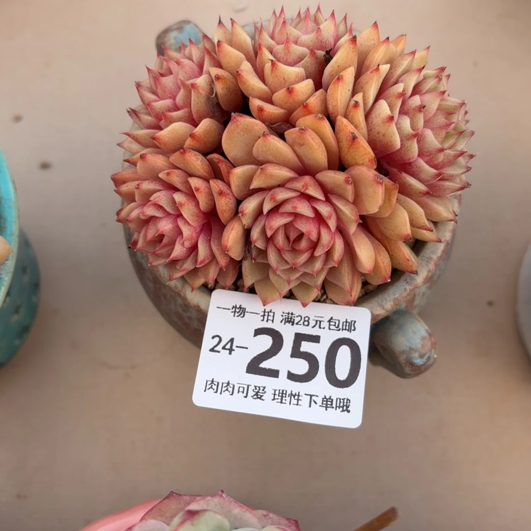 笨吧无盆土发货无