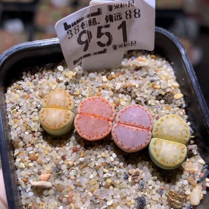 zzz精品生石花951