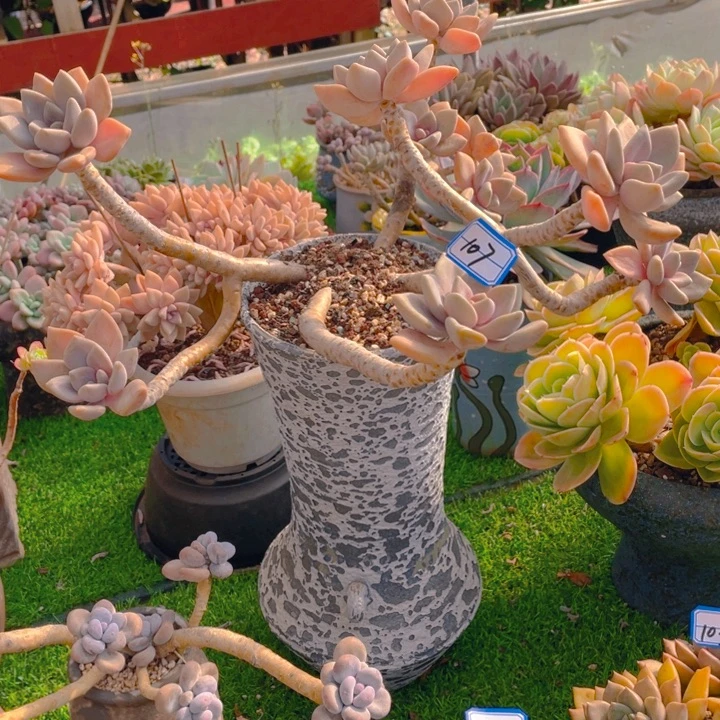 谢谢你的支持0000000107