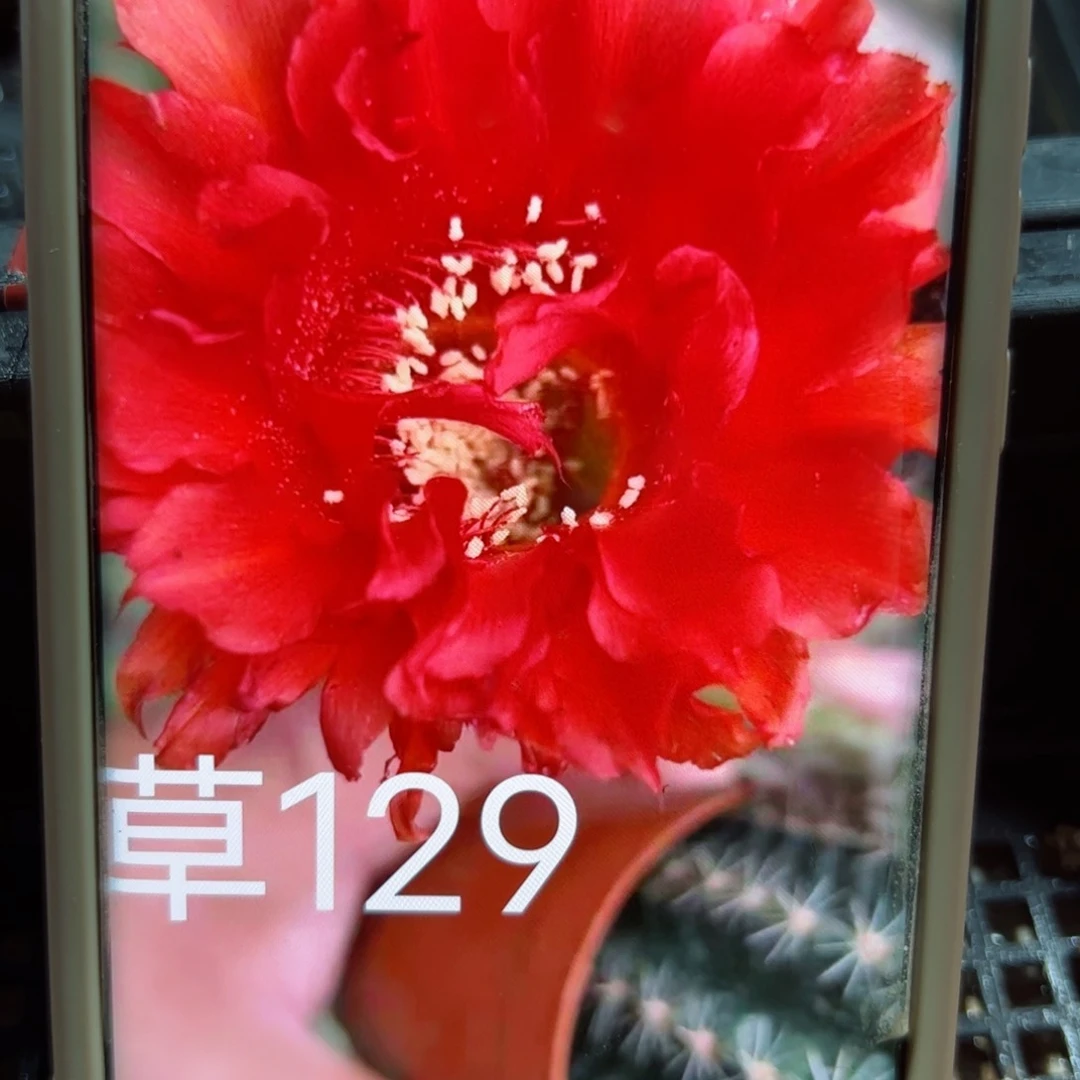 下9彩草129 歪无根侧芽4公分左右20包邮
