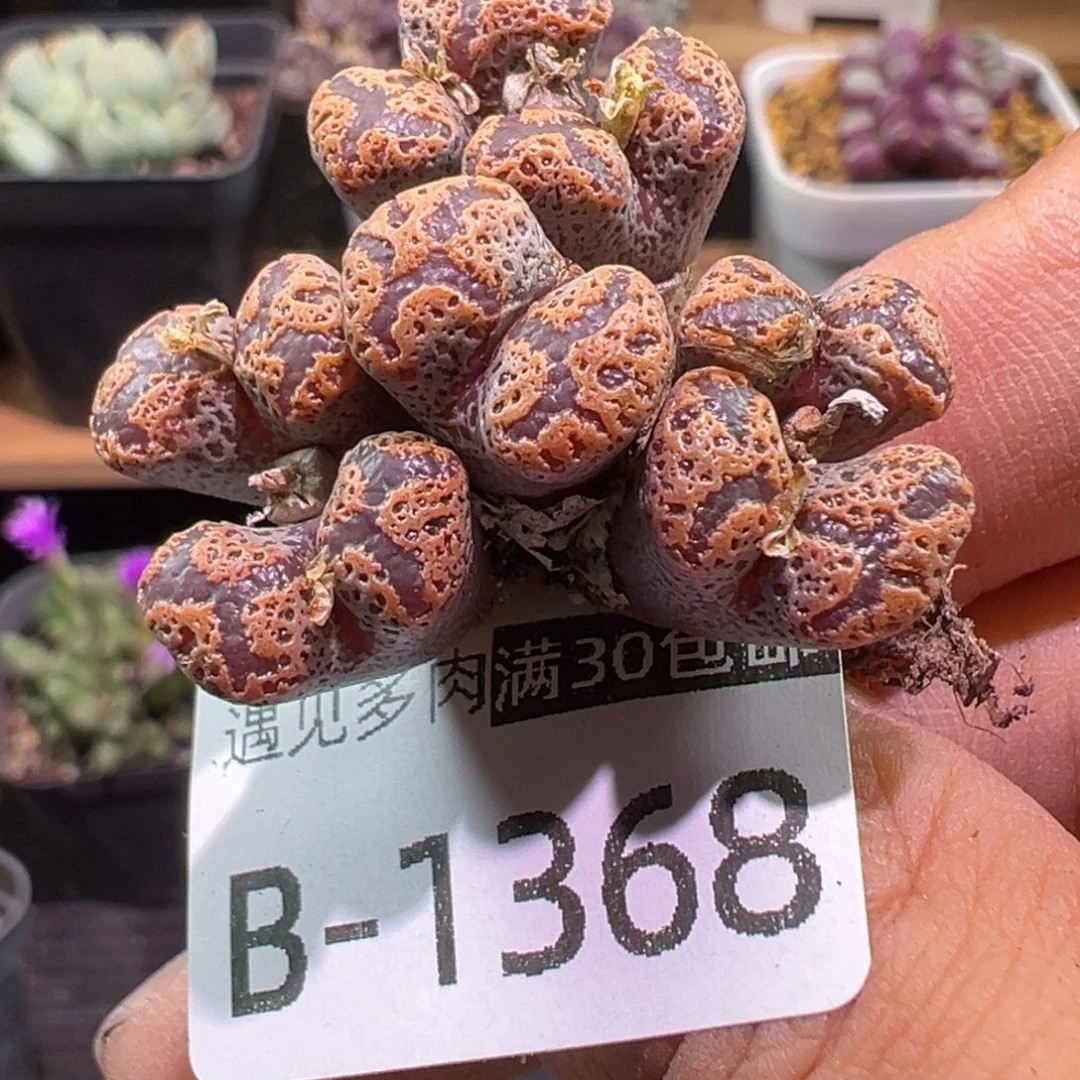 多肉植物1111111111111