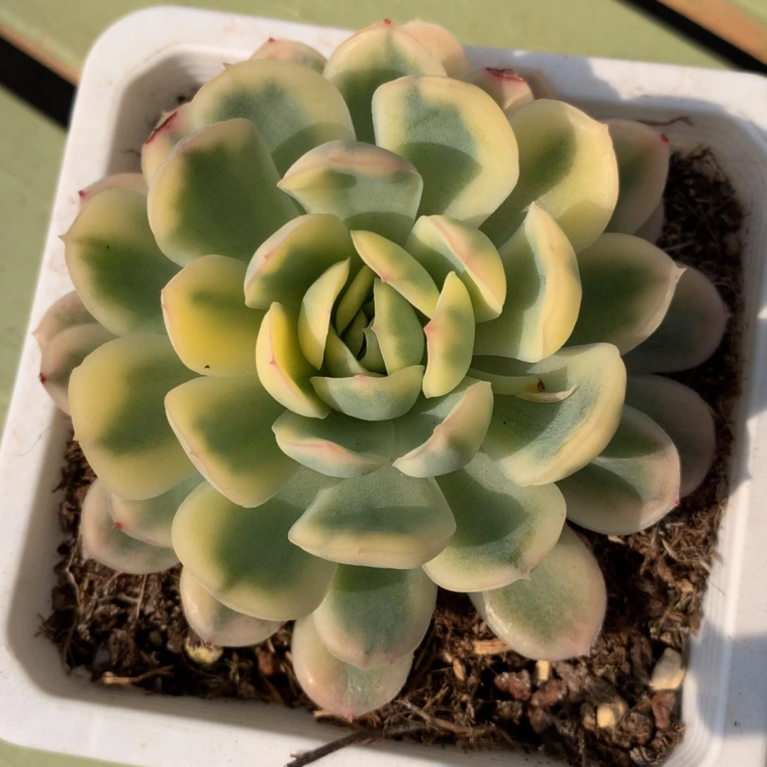 草莓冰锦锦上园艺一物一拍