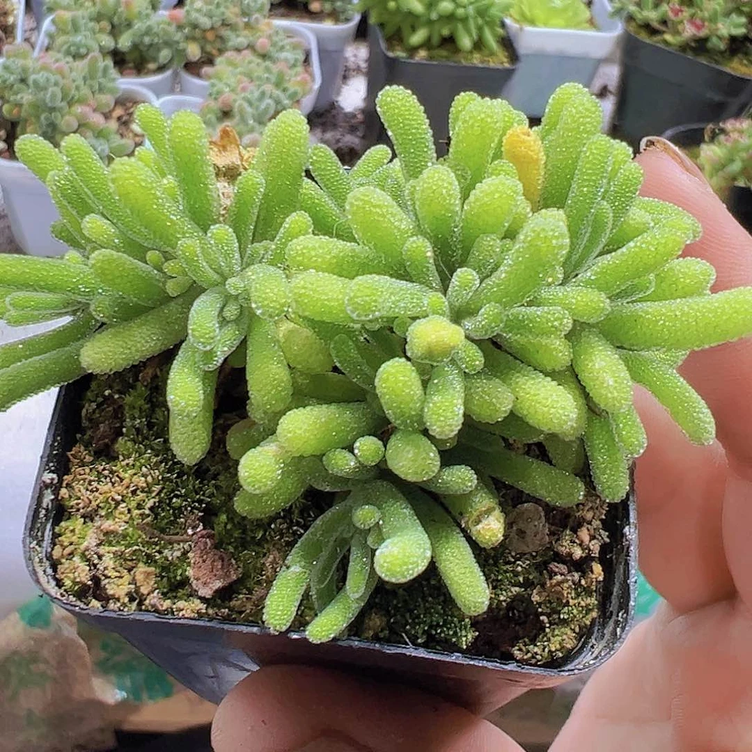 荧光兔枝干19包包邮