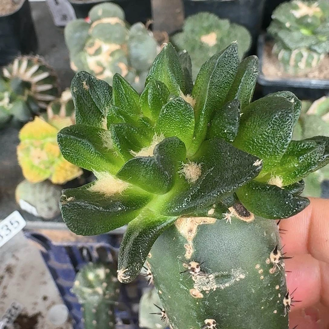 【闪购商品】无花朵龙角牡丹