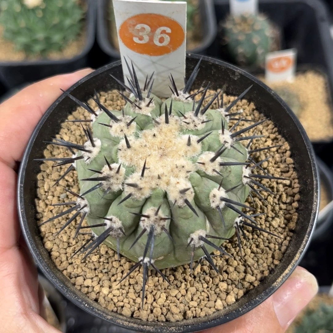 36黑王带盆带土发货