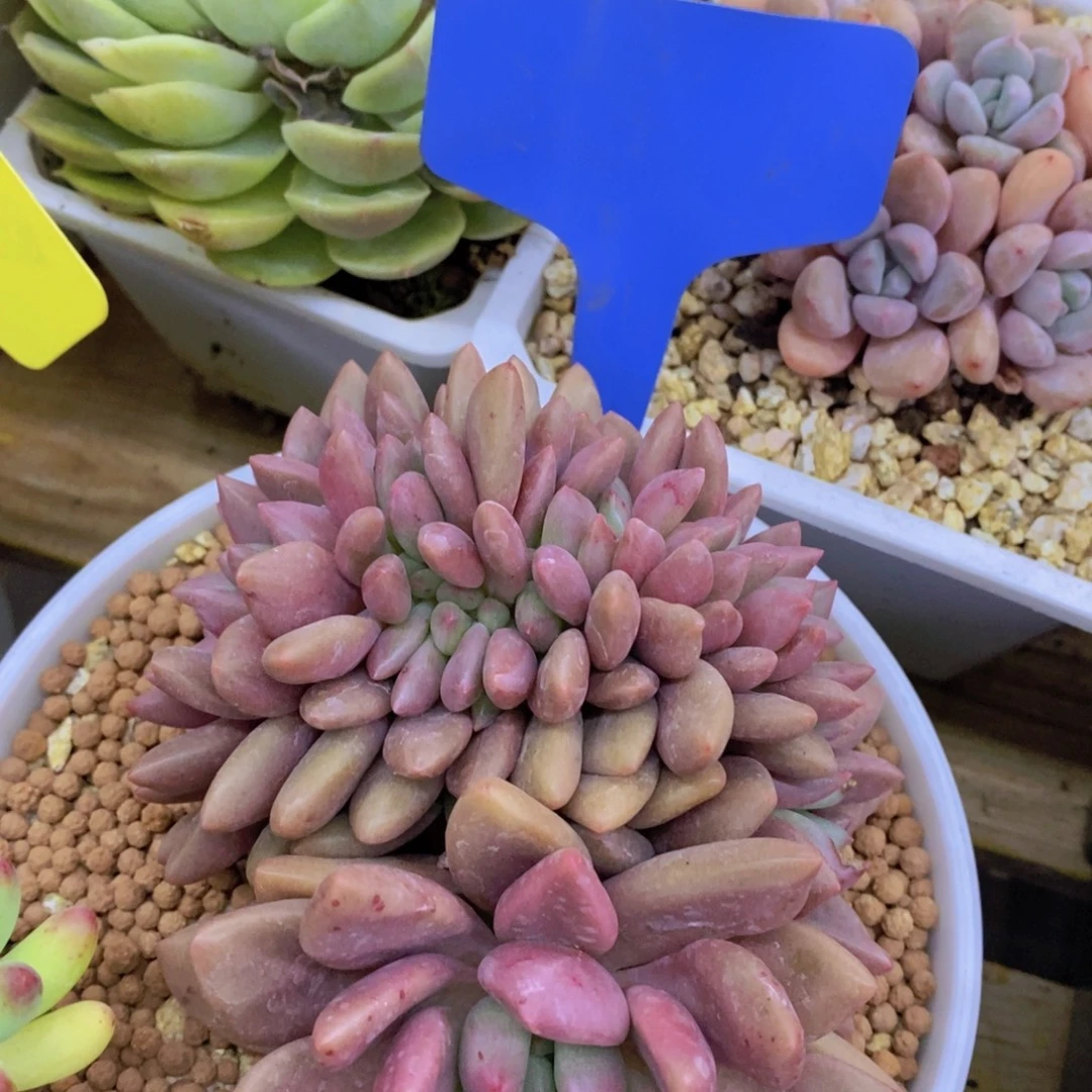 开心多肉，最后一场