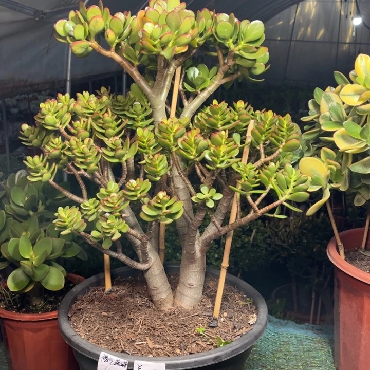 福***的大颗姬红花月带小土球发货不退不换