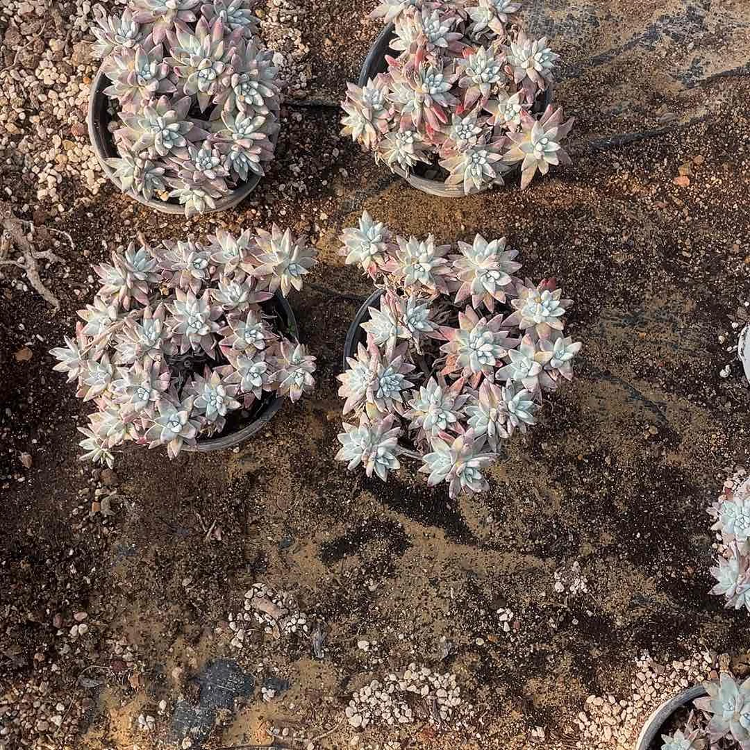 90盆白菊两颗一物一拍