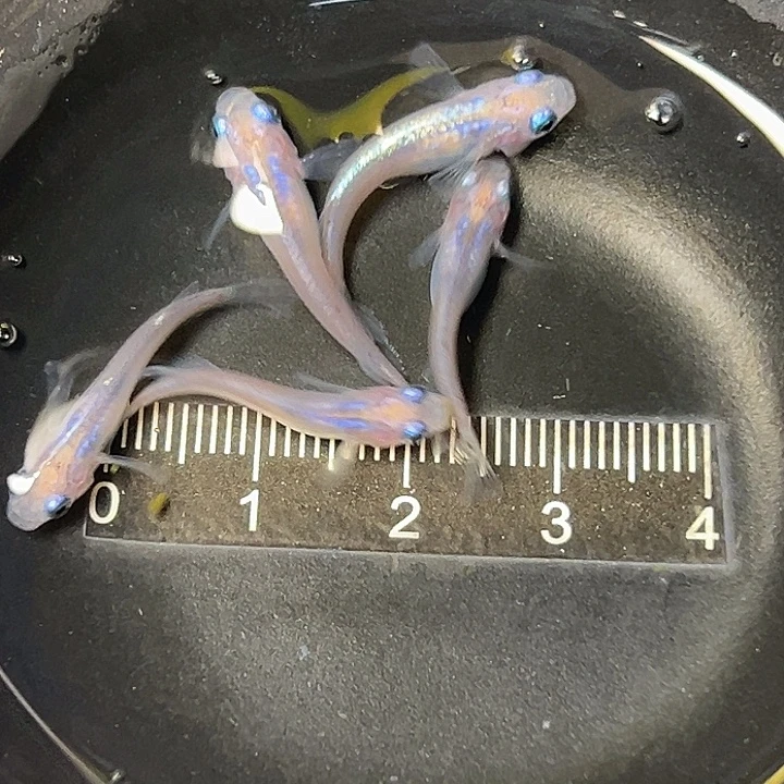 青鳉鱼水滴一组142