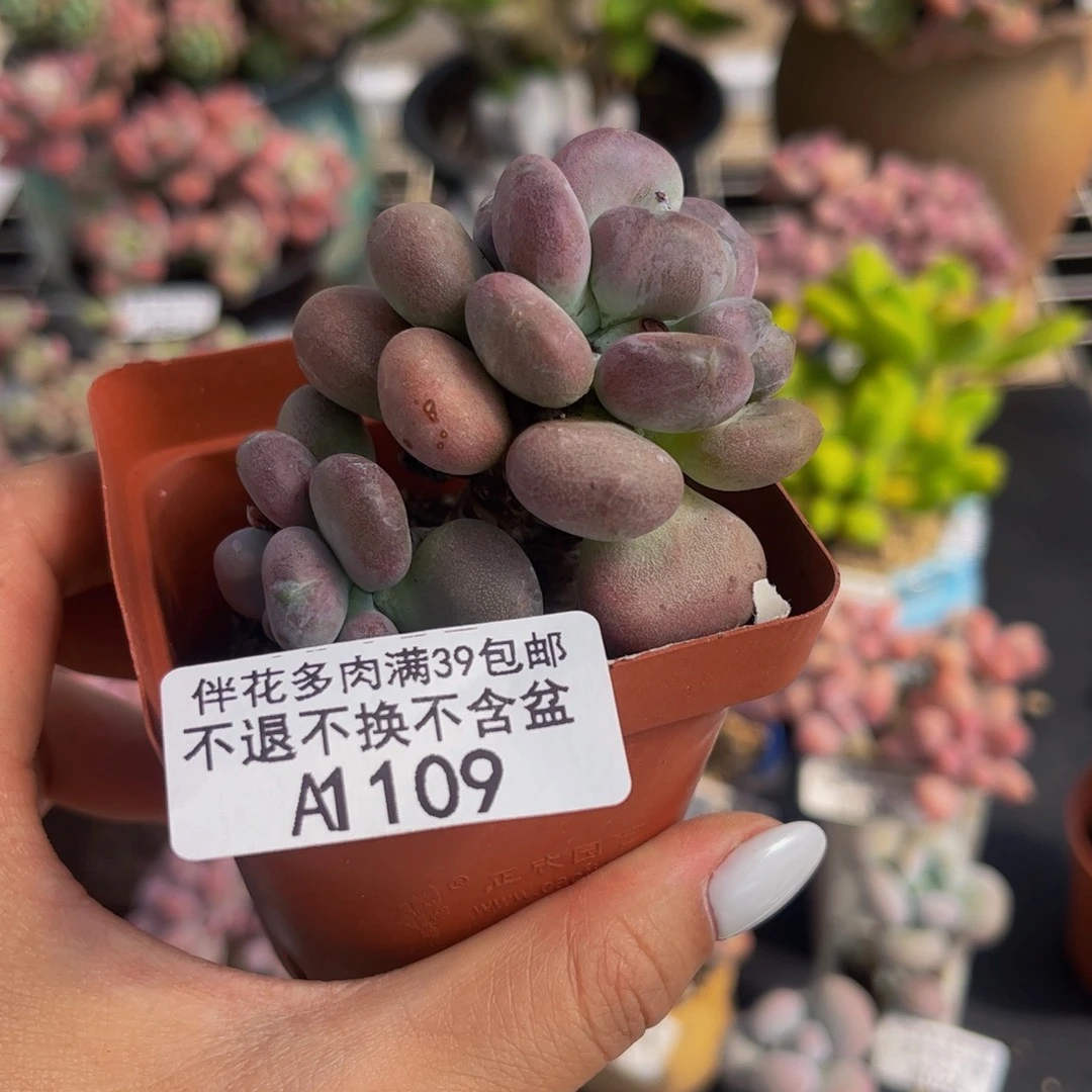 109-月美人多肉4cm