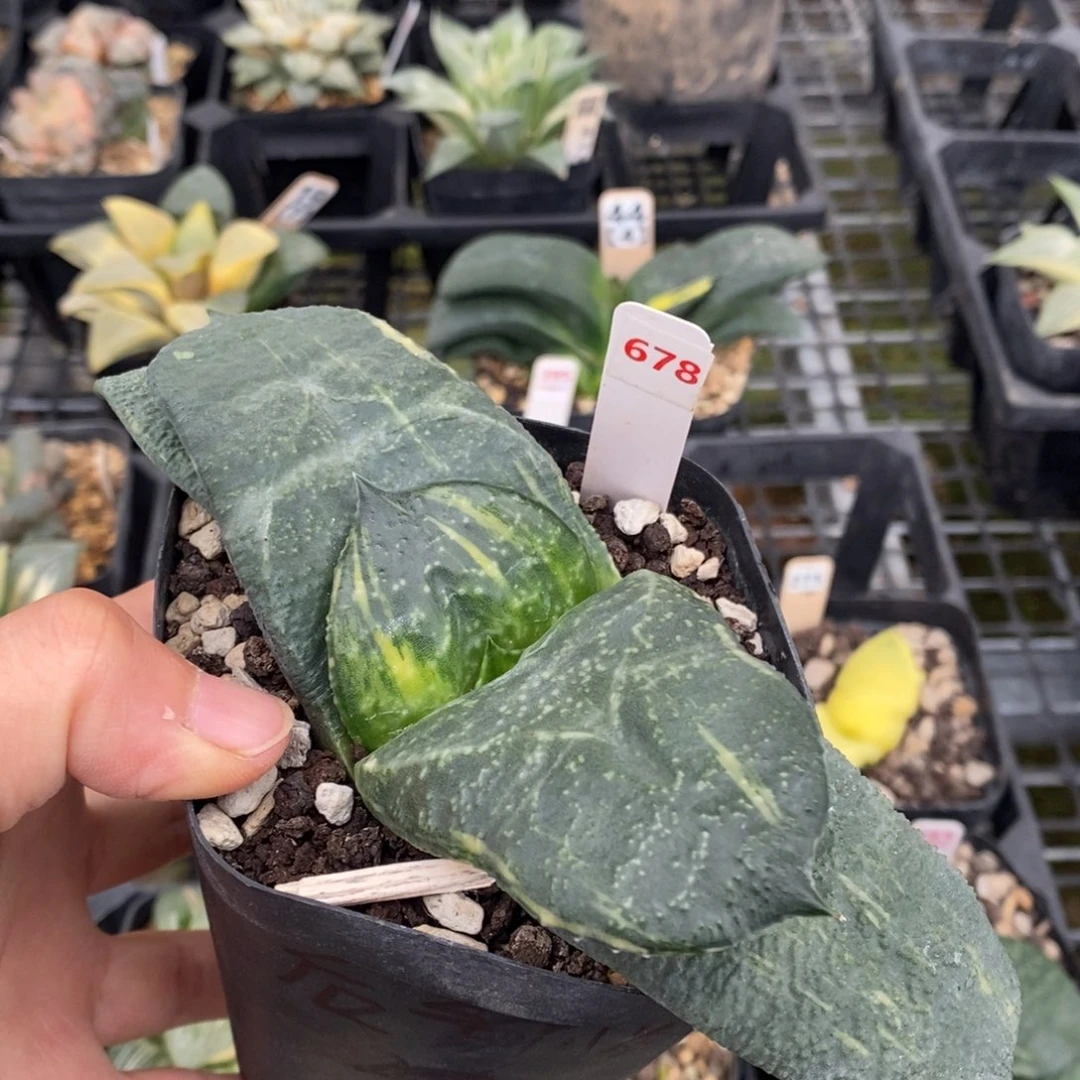 678号实生卧牛锦母本