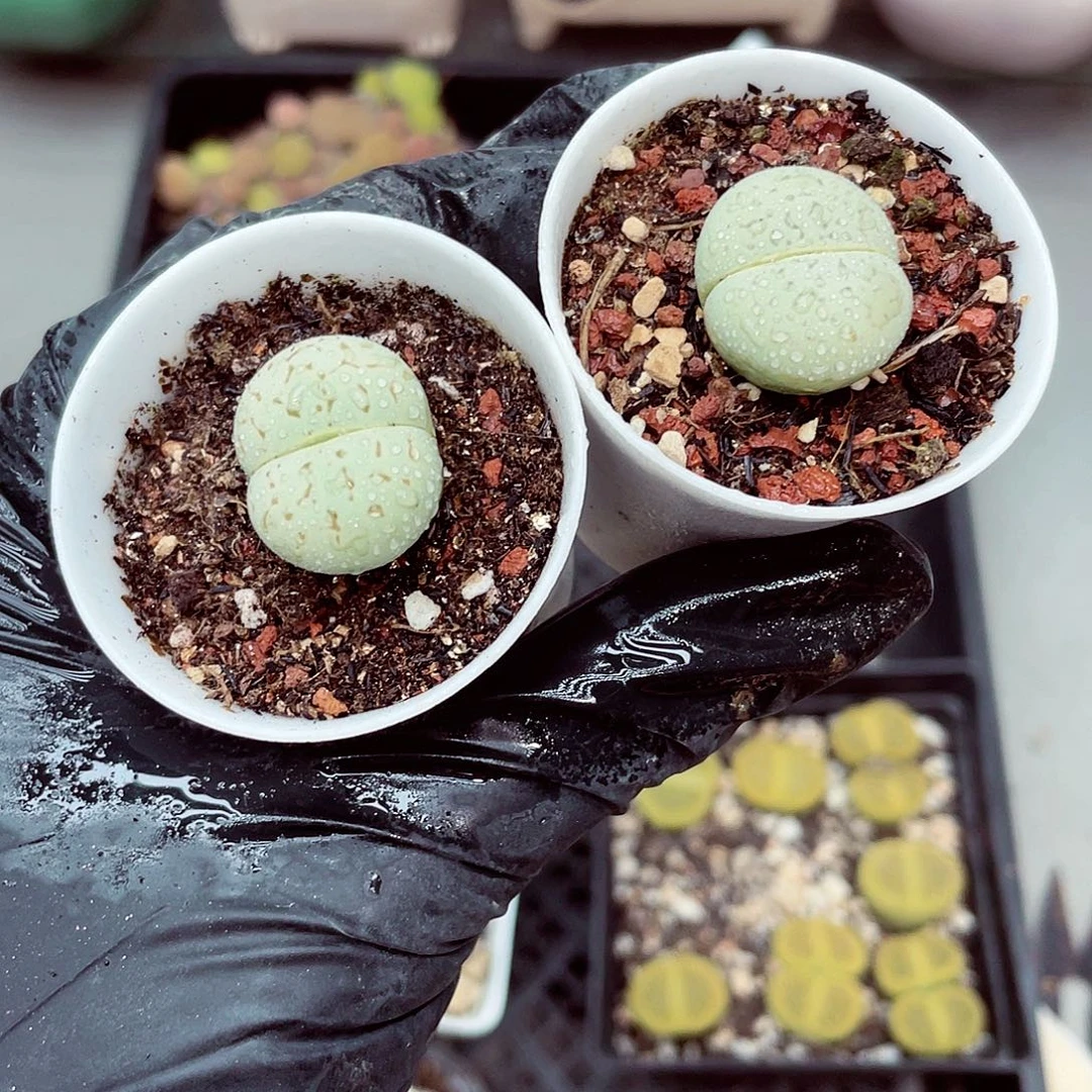 生石花18包邮0917-34