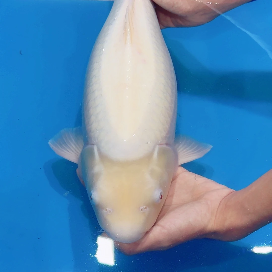 海水鱼佛山兴隆锦鲤