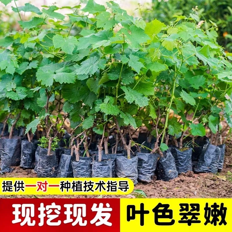 四年【带叶带土】南方北方葡萄苗小苗葡萄苗盆栽地栽新品种葡萄苗