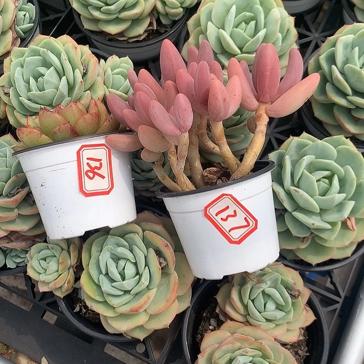 王***.一物一拍红手指多肉137