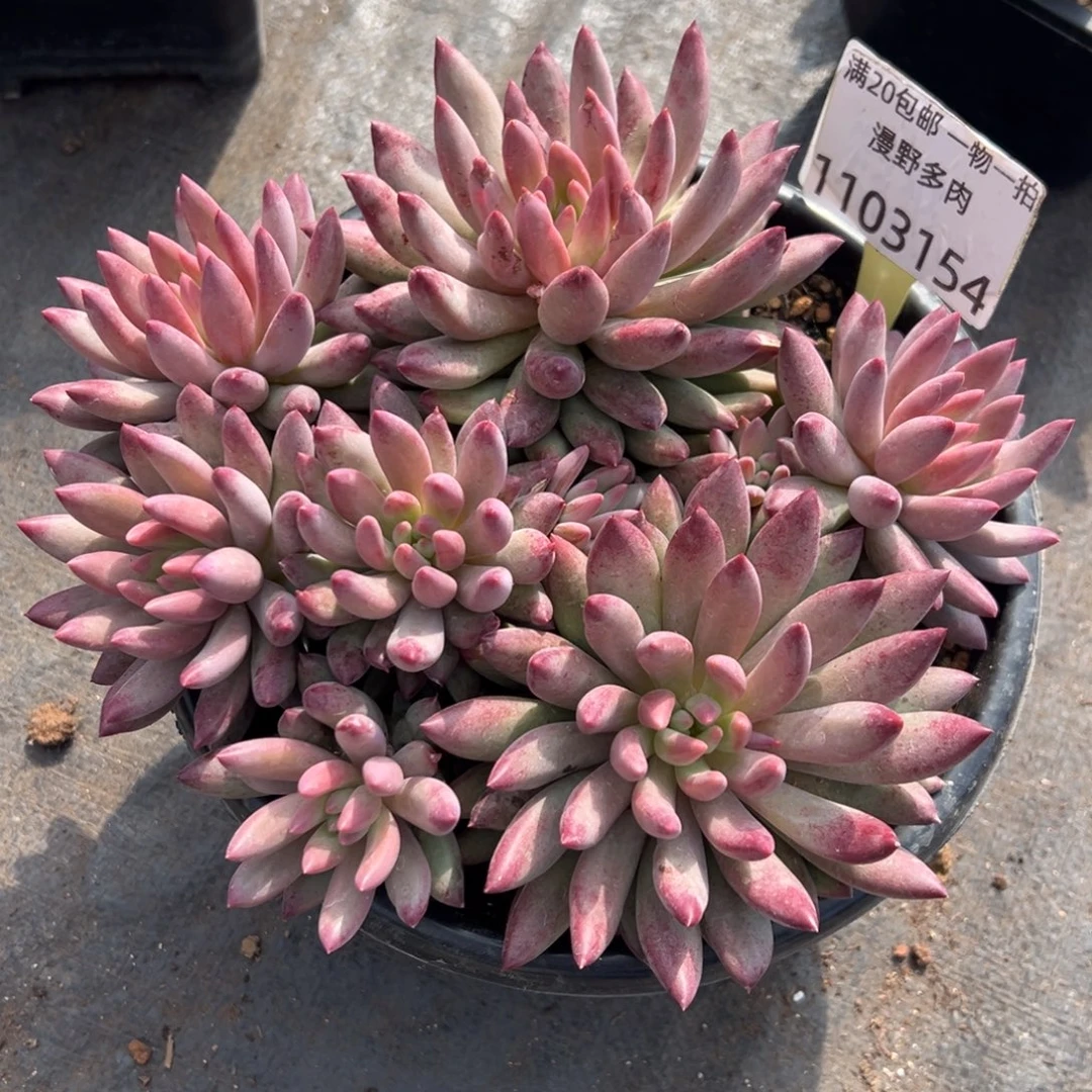 1103154 车厘子美人群