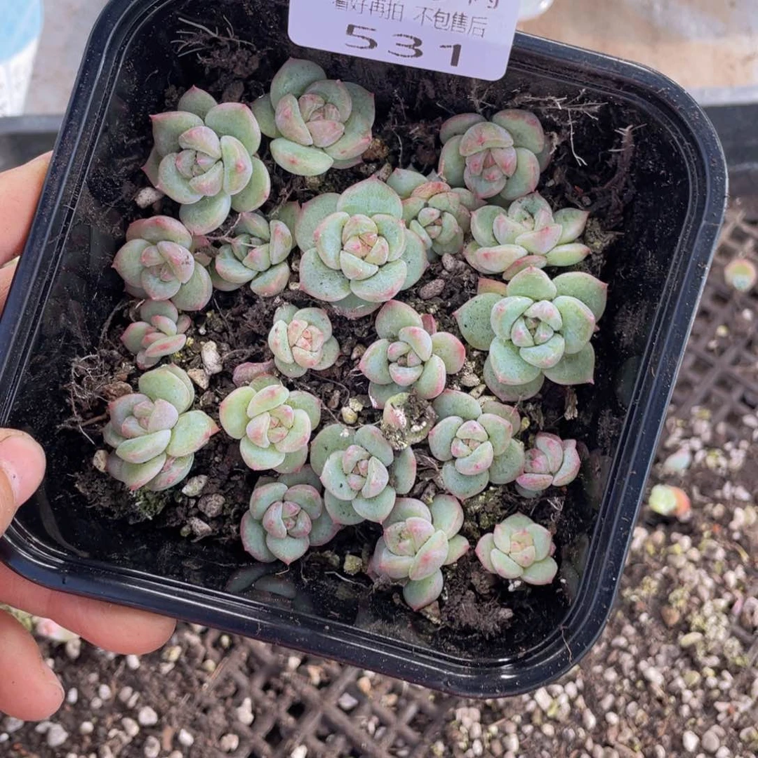糕大上多肉植物531