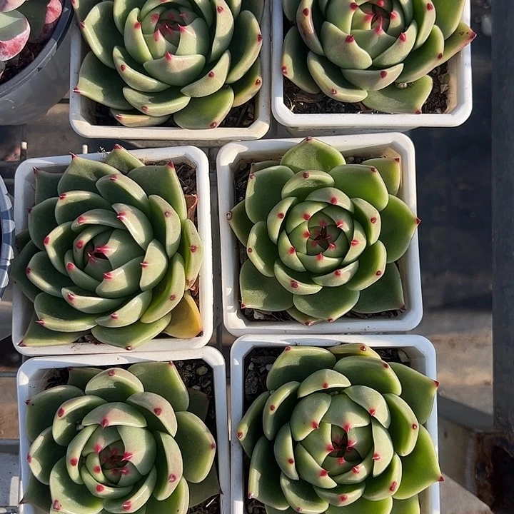 10口径蓝龙多肉植物精品