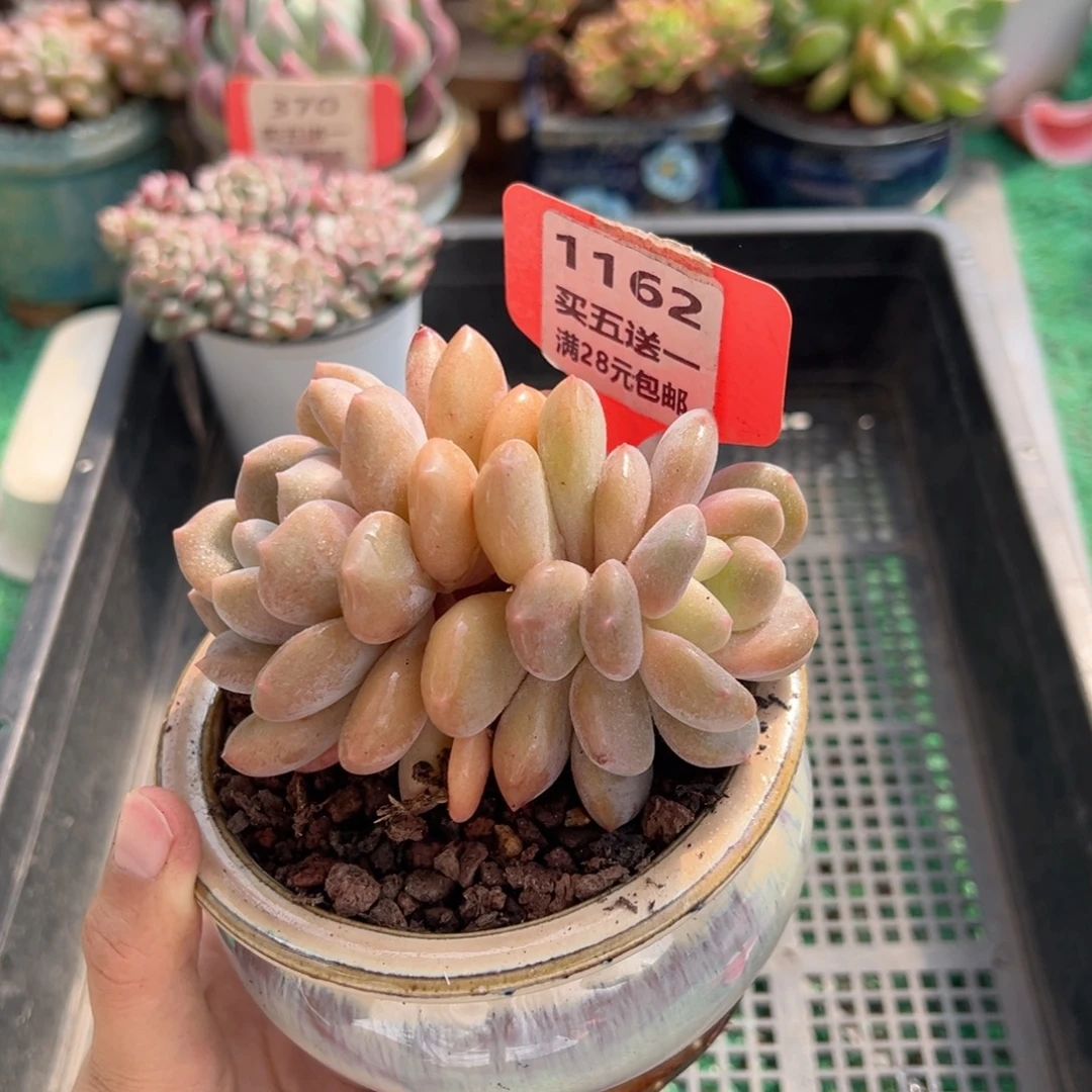 表妹精品多肉植物1162.