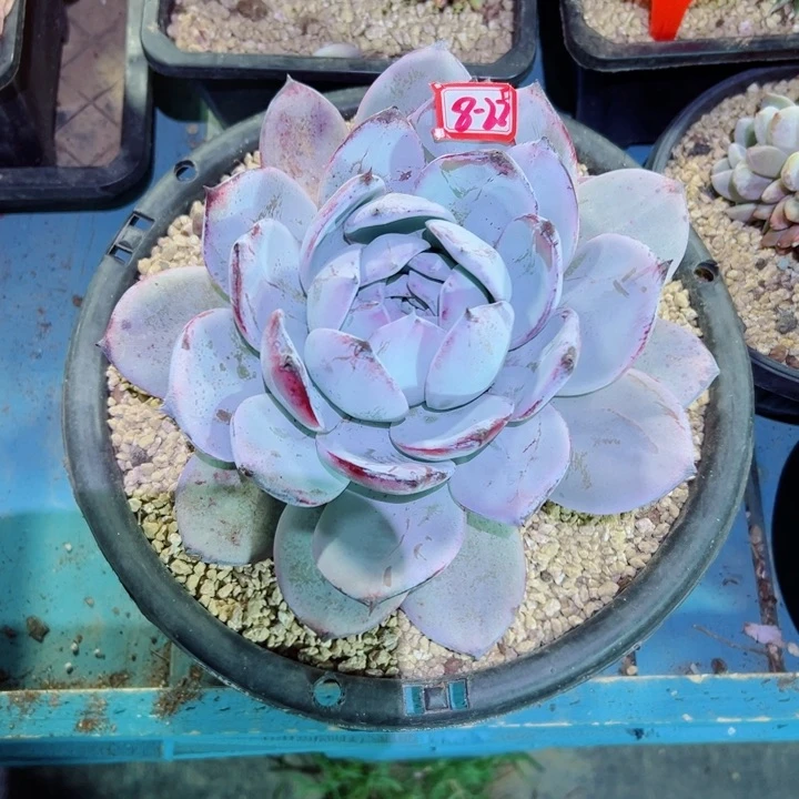 红*精品多肉植物老桩