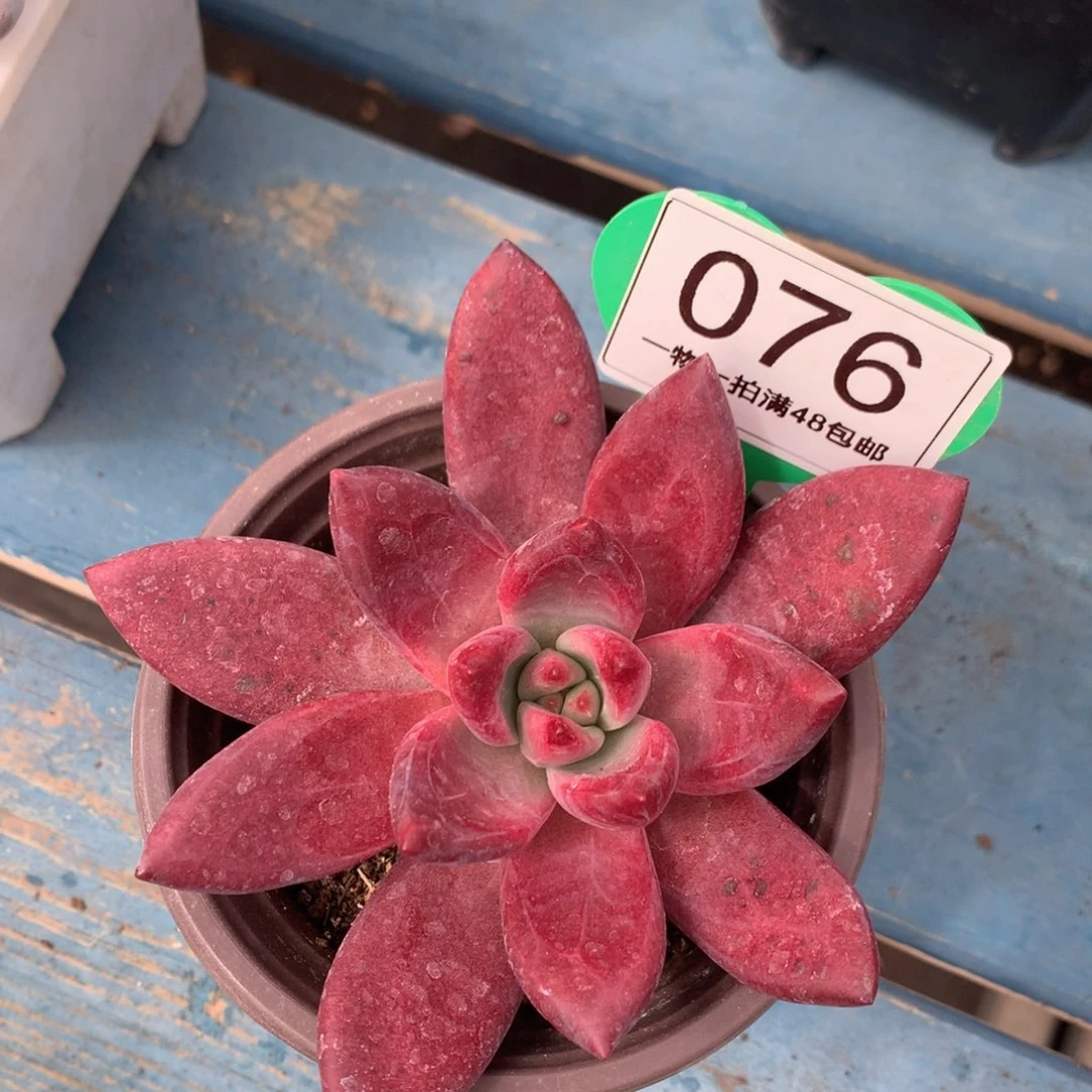 赫菲虞单头一物一拍076