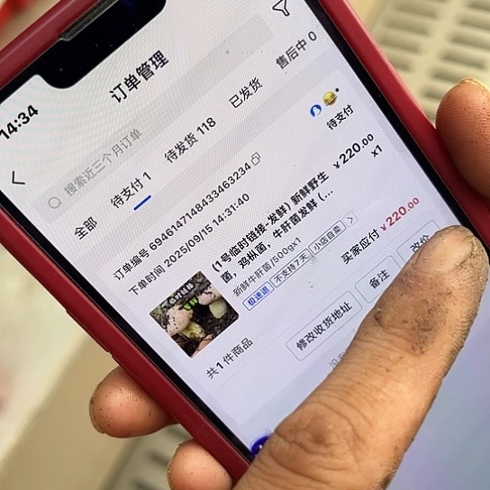 ****野生菌中国大陆云南深山松茸发鲜