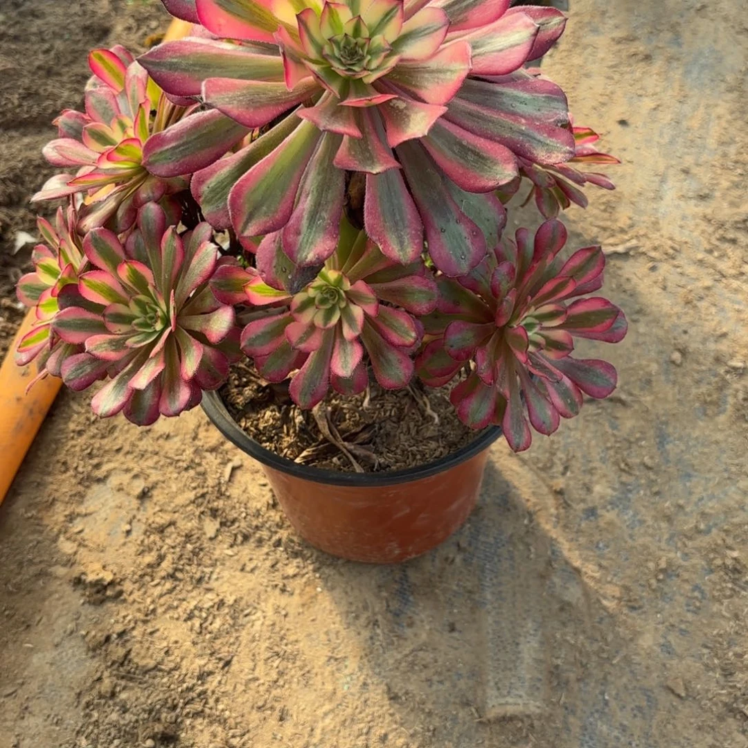 K 592月蝉多肉1122233