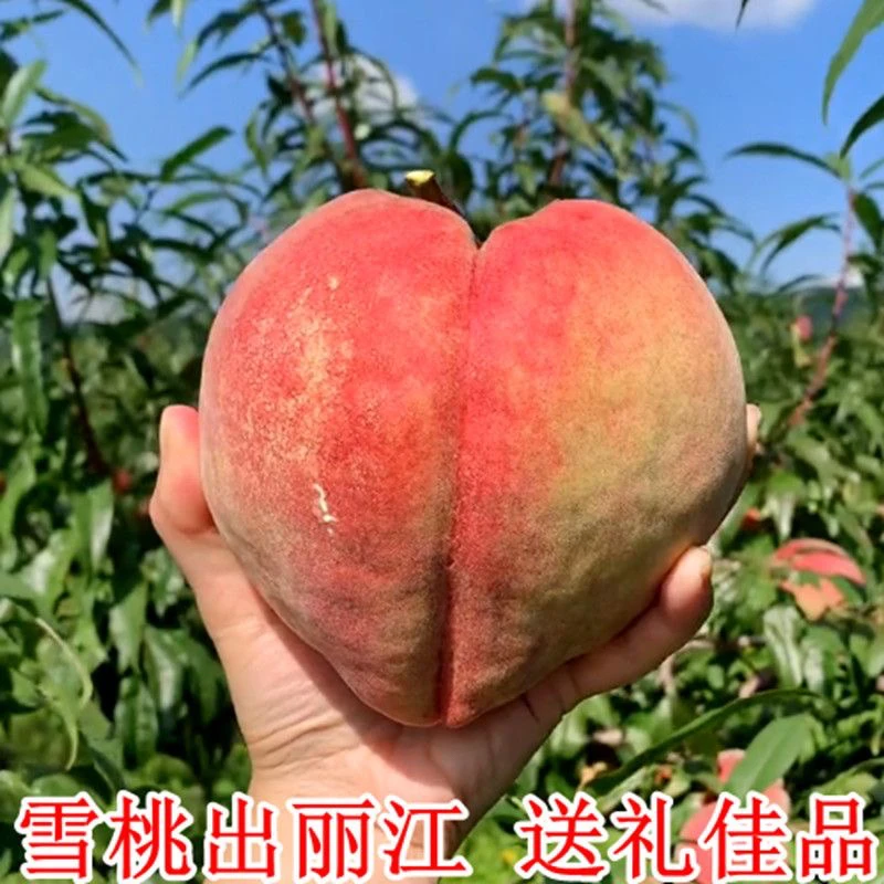 云南丽江雪桃现摘现发应季水果新鲜清香脆甜毛桃福桃大果子礼盒装