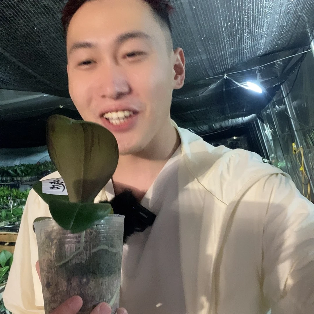 无花朵哈根达斯蝴蝶兰