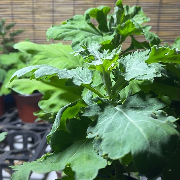 当前无花朵，栽培后可花朵桂林