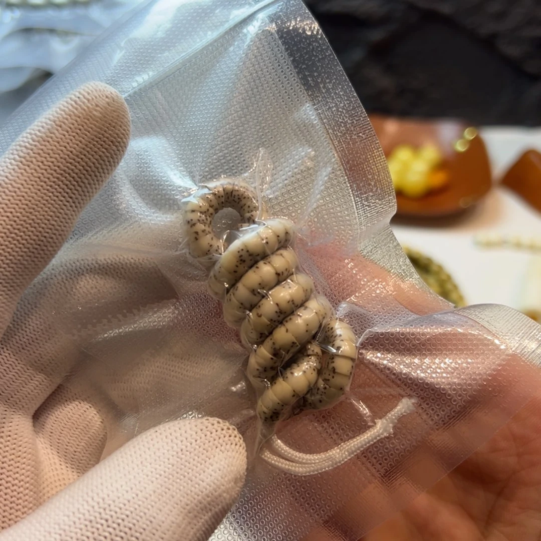 骨瓷白大肠6星月菩提石玉料手持