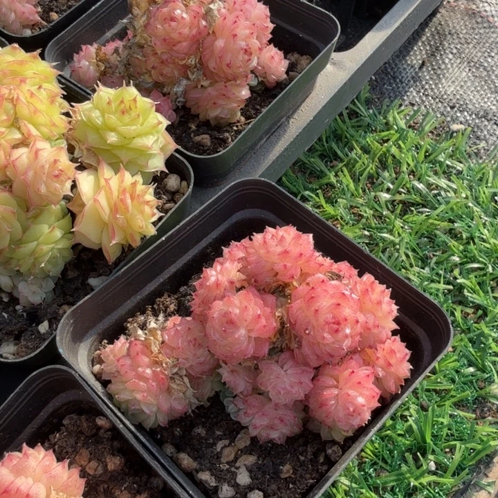 香特麦秆。
