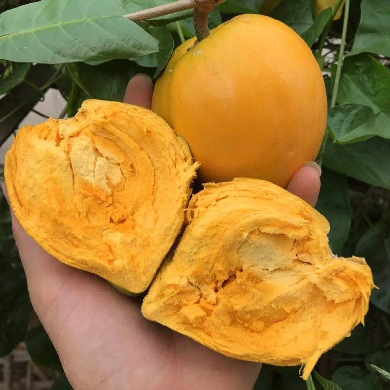 正宗蛋黄果树苗鸡蛋果苗树鸡蛋苗肉如蛋黄果苗可盆栽地栽四季结果
