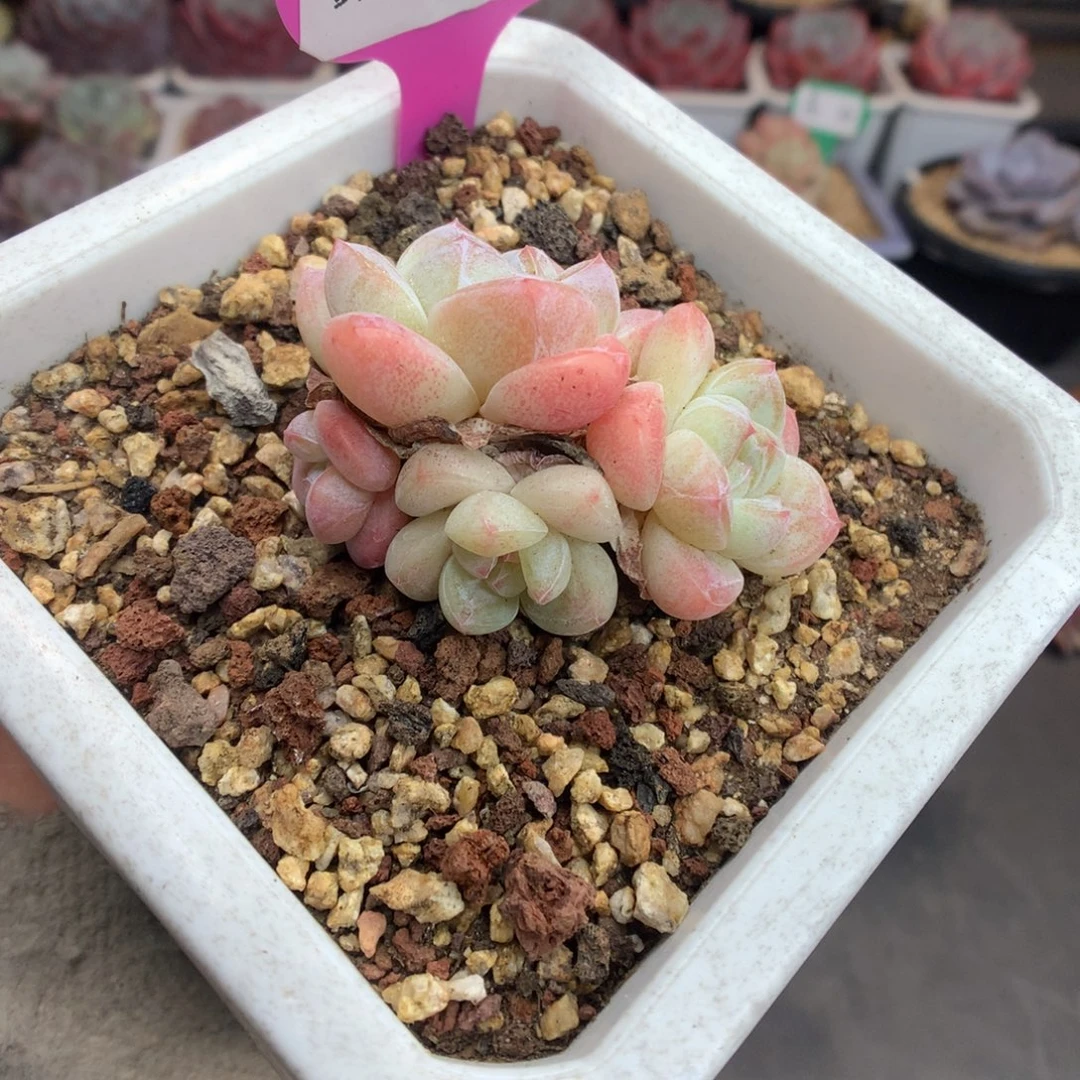 28樱花冰玉多肉植物