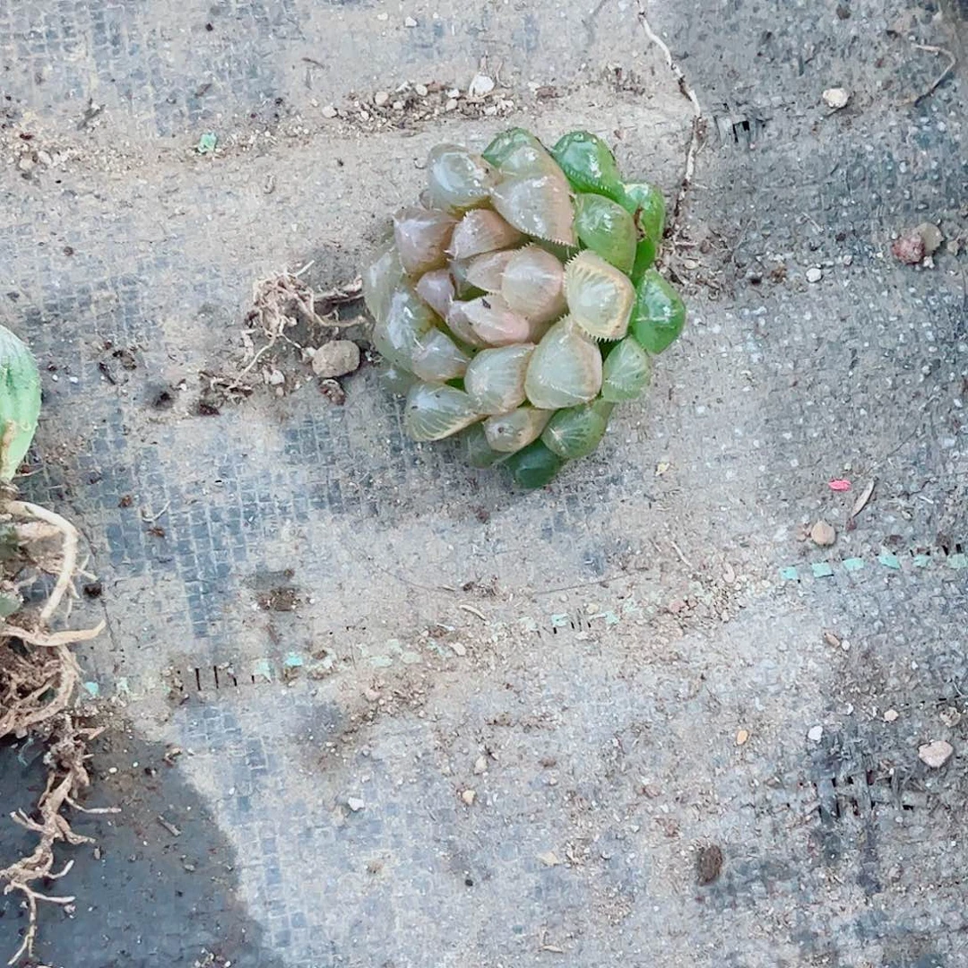 洛神玉露一勿一拍