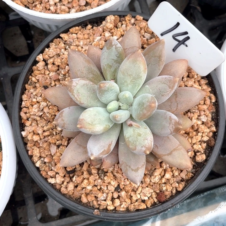 彩胖佧14号码牌子的