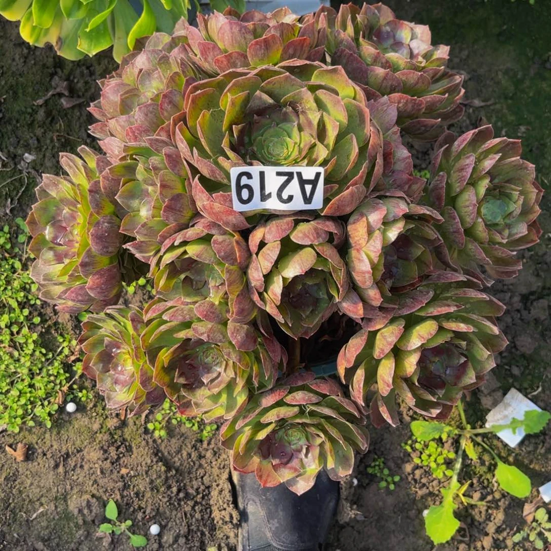 黑魔法师26////2包邮